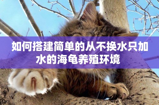 如何搭建簡單的從不換水只加水的海龜養殖環境 