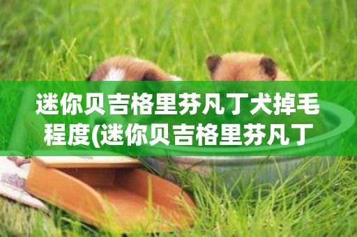 迷你貝吉格里芬凡丁犬掉毛程度(迷你貝吉格里芬凡丁犬多少錢一只)