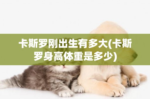卡斯羅剛出生有多大(卡斯羅身高體重是多少)