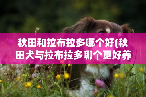秋田和拉布拉多哪個好(秋田犬與拉布拉多哪個更好養)