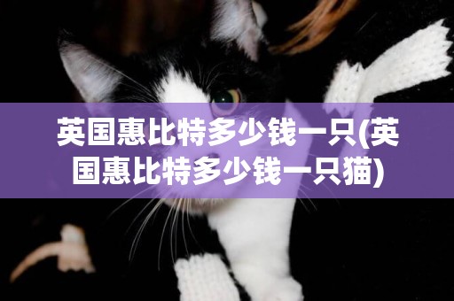 英國惠比特多少錢一只(英國惠比特多少錢一只貓)