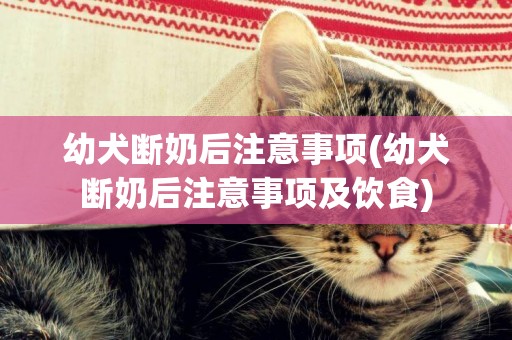 幼犬斷奶后注意事項(幼犬斷奶后注意事項及飲食)