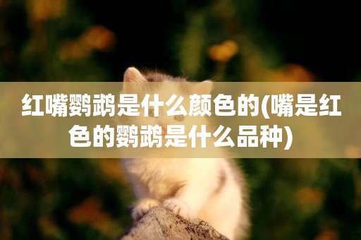 紅嘴鸚鵡是什么顏色的(嘴是紅色的鸚鵡是什么品種)