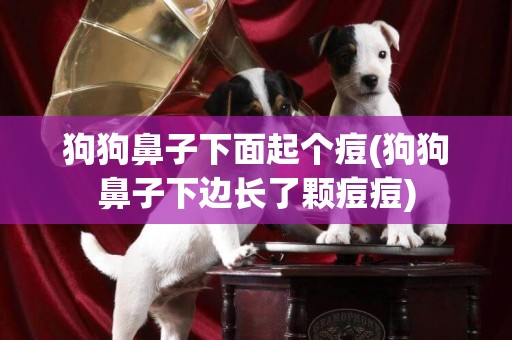 狗狗鼻子下面起個痘(狗狗鼻子下邊長了顆痘痘)