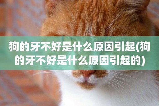 狗的牙不好是什么原因引起(狗的牙不好是什么原因引起的)