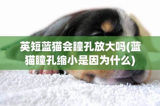 英短藍貓會瞳孔放大嗎(藍貓瞳孔縮小是因為什么)
