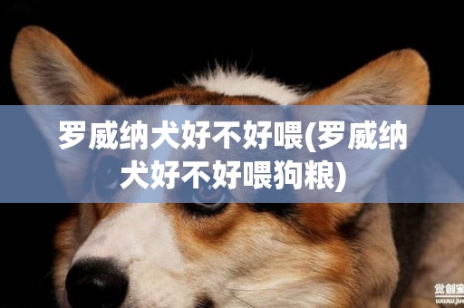 羅威納犬好不好喂(羅威納犬好不好喂狗糧)