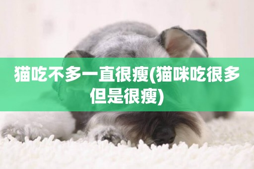 貓吃不多一直很瘦(貓咪吃很多但是很瘦)