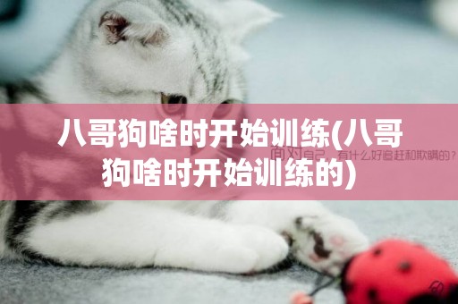 八哥狗啥時開始訓練(八哥狗啥時開始訓練的)