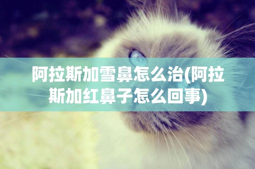 阿拉斯加雪鼻怎么治(阿拉斯加紅鼻子怎么回事)