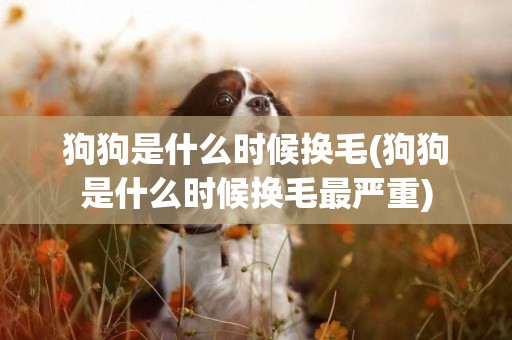 狗狗是什么時候換毛(狗狗是什么時候換毛最嚴重)