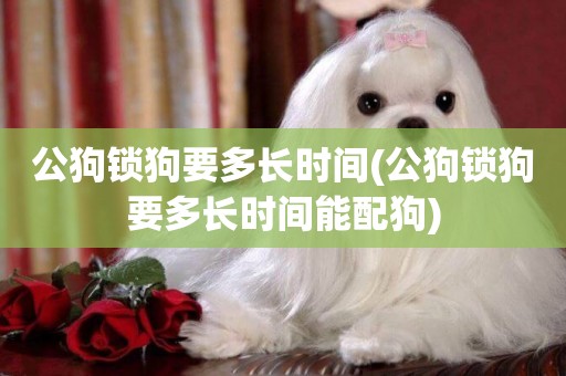 公狗鎖狗要多長時間(公狗鎖狗要多長時間能配狗)