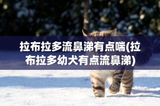 拉布拉多流鼻涕有點喘(拉布拉多幼犬有點流鼻涕)