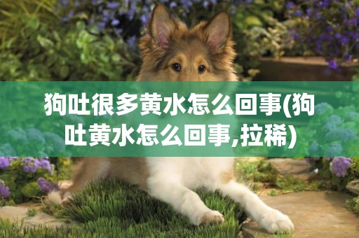 狗吐很多黃水怎么回事(狗吐黃水怎么回事,拉稀)