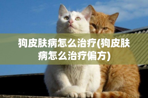 狗皮膚病怎么治療(狗皮膚病怎么治療偏方)
