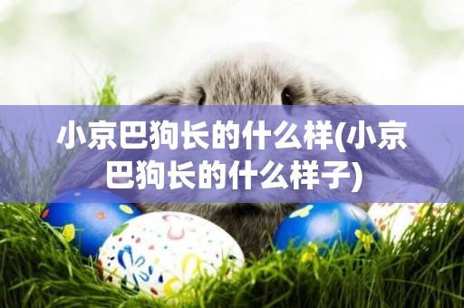小京巴狗長的什么樣(小京巴狗長的什么樣子)