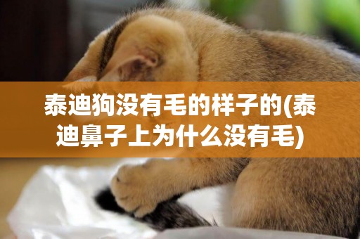泰迪狗沒有毛的樣子的(泰迪鼻子上為什么沒有毛)