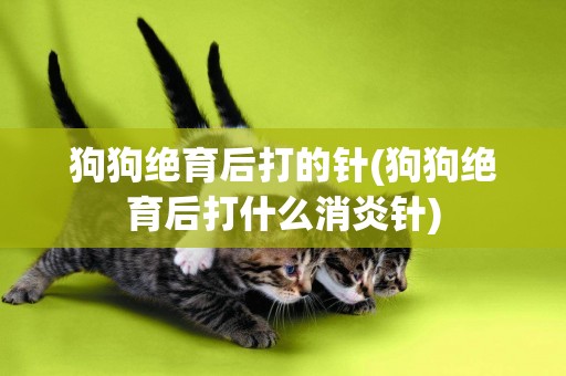 狗狗絕育后打的針(狗狗絕育后打什么消炎針)