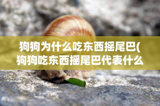 狗狗為什么吃東西搖尾巴(狗狗吃東西搖尾巴代表什么)