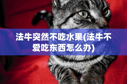 法牛突然不吃水果(法牛不愛吃東西怎么辦)