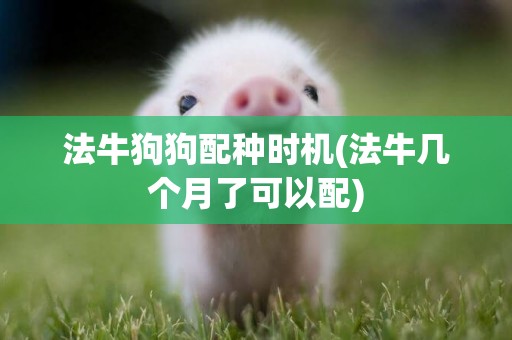 法牛狗狗配種時機(法牛幾個月了可以配)
