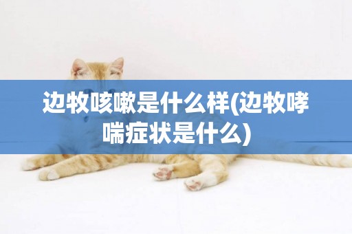 邊牧咳嗽是什么樣(邊牧哮喘癥狀是什么)