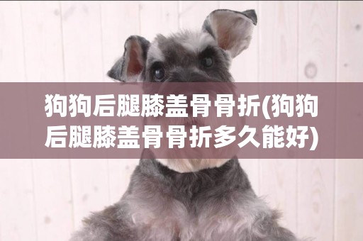 狗狗后腿膝蓋骨骨折(狗狗后腿膝蓋骨骨折多久能好)