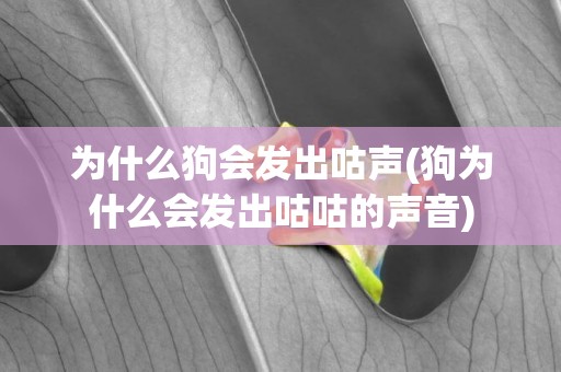 為什么狗會發出咕聲(狗為什么會發出咕咕的聲音)