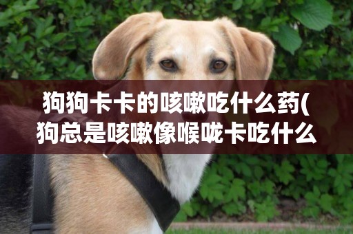 狗狗卡卡的咳嗽吃什么藥(狗總是咳嗽像喉嚨卡吃什么藥好)