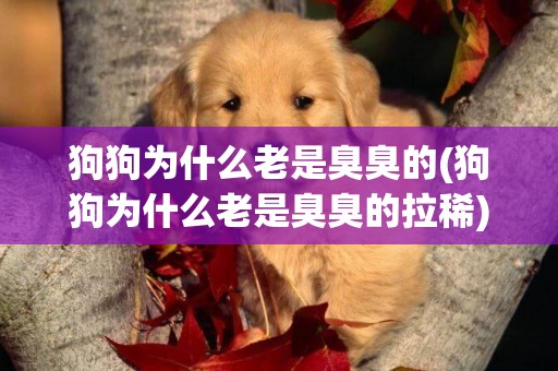 狗狗為什么老是臭臭的(狗狗為什么老是臭臭的拉稀)