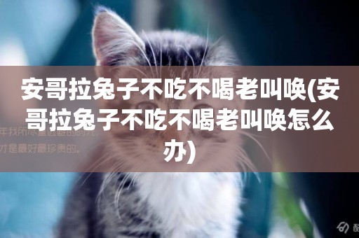 安哥拉兔子不吃不喝老叫喚(安哥拉兔子不吃不喝老叫喚怎么辦)
