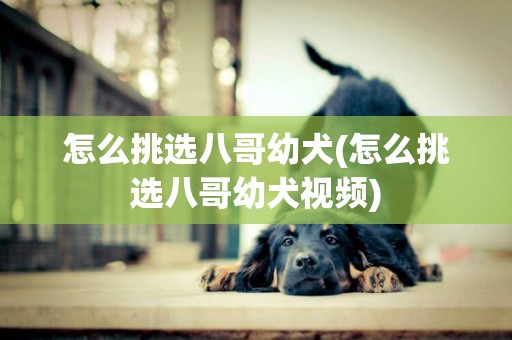 怎么挑選八哥幼犬(怎么挑選八哥幼犬視頻)