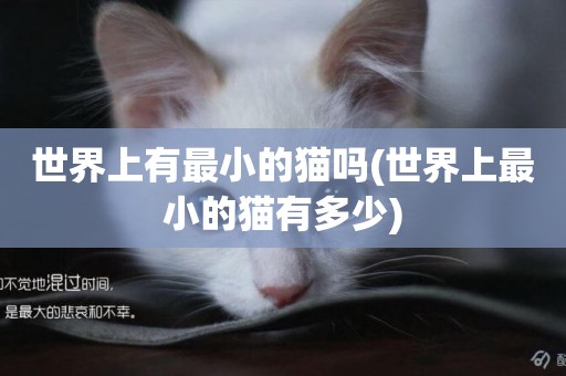 世界上有最小的貓嗎(世界上最小的貓有多少)