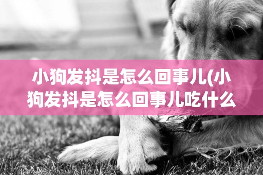小狗發抖是怎么回事兒(小狗發抖是怎么回事兒吃什么藥)