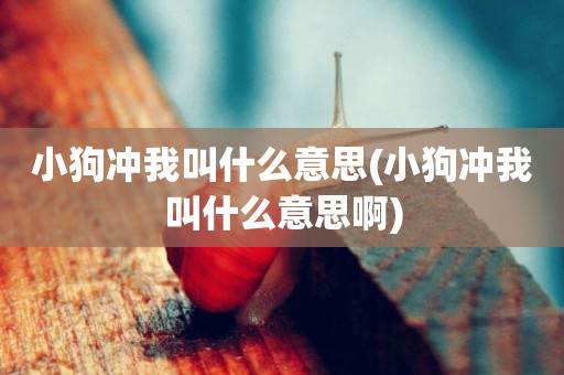 小狗沖我叫什么意思(小狗沖我叫什么意思啊)
