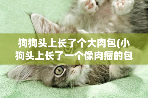 狗狗頭上長了個大肉包(小狗頭上長了一個像肉瘤的包)