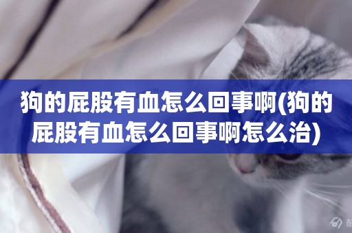 狗的屁股有血怎么回事啊(狗的屁股有血怎么回事啊怎么治)