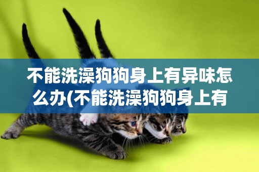 不能洗澡狗狗身上有異味怎么辦(不能洗澡狗狗身上有異味怎么辦呀)
