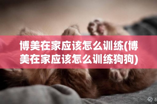 博美在家應該怎么訓練(博美在家應該怎么訓練狗狗)