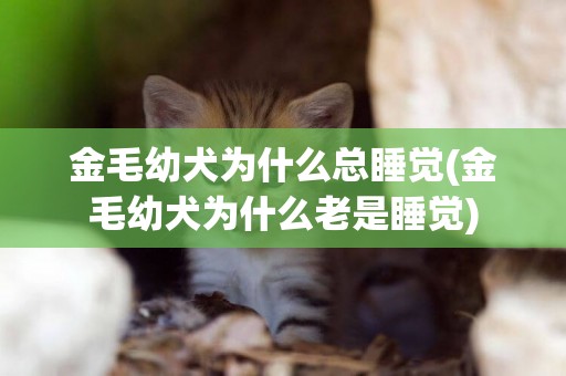 金毛幼犬為什么總睡覺(金毛幼犬為什么老是睡覺)