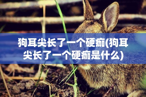 狗耳尖長了一個硬痂(狗耳尖長了一個硬痂是什么)
