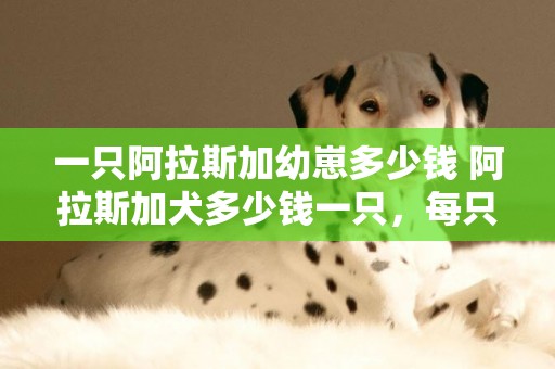 一只阿拉斯加幼崽多少錢 阿拉斯加犬多少錢一只，每只小狗價格在1200-8500元不等 