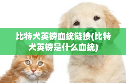 比特犬英鎊血統鏈接(比特犬英鎊是什么血統)