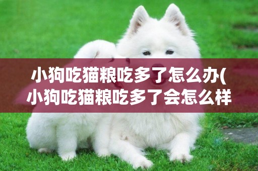 小狗吃貓糧吃多了怎么辦(小狗吃貓糧吃多了會怎么樣)