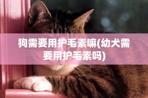 狗需要用護毛素嘛(幼犬需要用護毛素嗎)