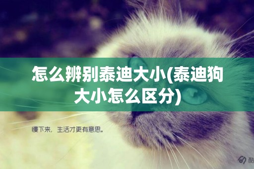 怎么辨別泰迪大小(泰迪狗大小怎么區分)
