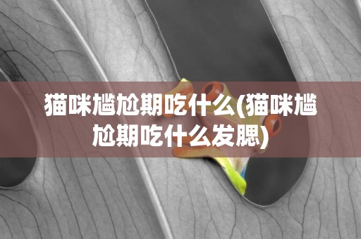 貓咪尷尬期吃什么(貓咪尷尬期吃什么發腮)