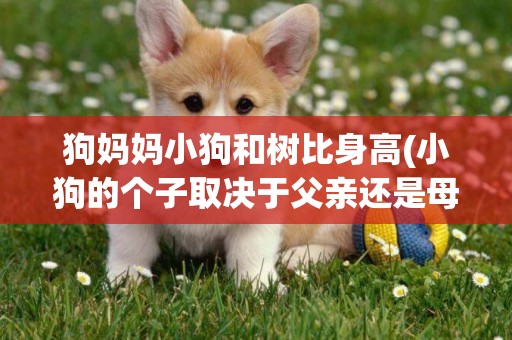 狗媽媽小狗和樹比身高(小狗的個子取決于父親還是母親)