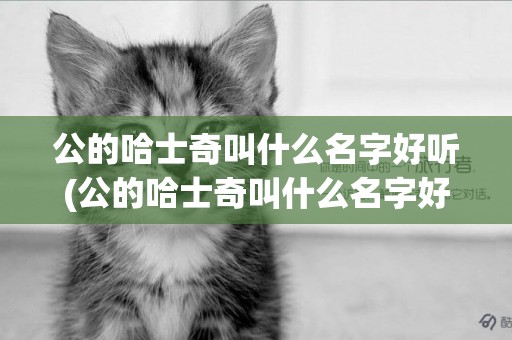 公的哈士奇叫什么名字好聽(公的哈士奇叫什么名字好聽男)