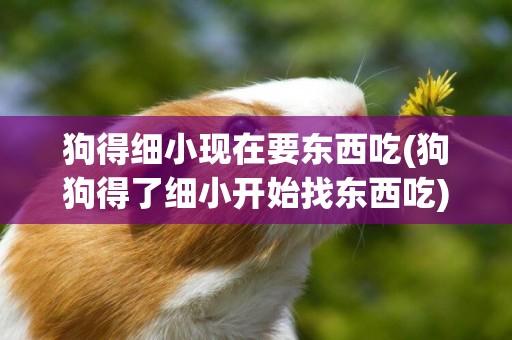 狗得細小現在要東西吃(狗狗得了細小開始找東西吃)